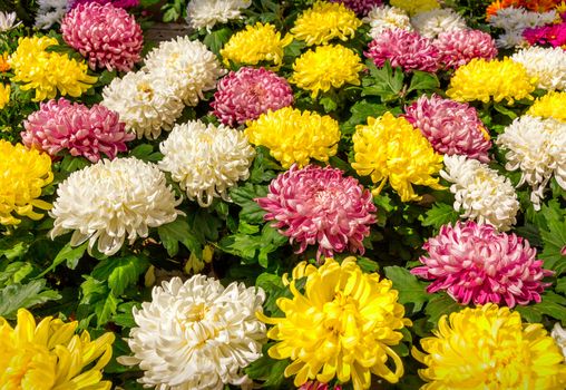 beautiful multicolored chrysanthemum flowers as background day view