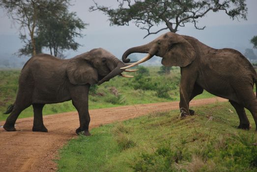 Two elephants which plays on a path of the park.