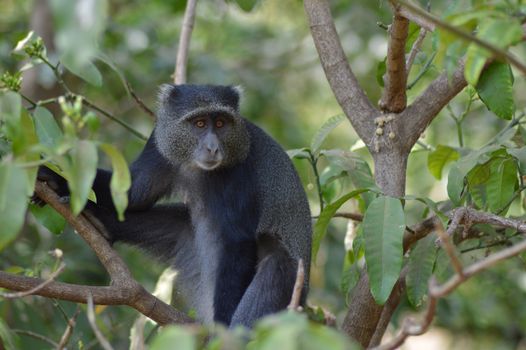 A black monkey of color a park of Tanzania