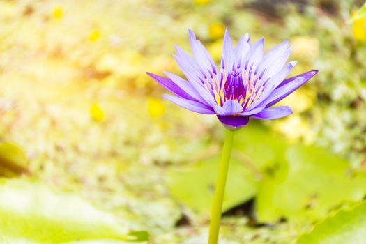 Purple lotus on leaf background and sunshine.Zoom in