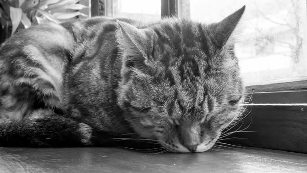 The close up of cute cat sleeping on the wooden table. (black and white tone mood)