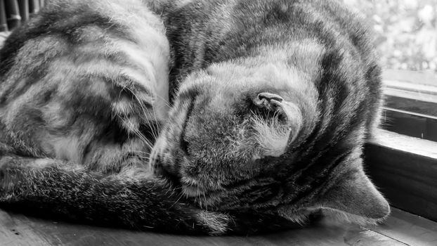 The close up of cute cat sleeping on the wooden table. (black and white tone mood)