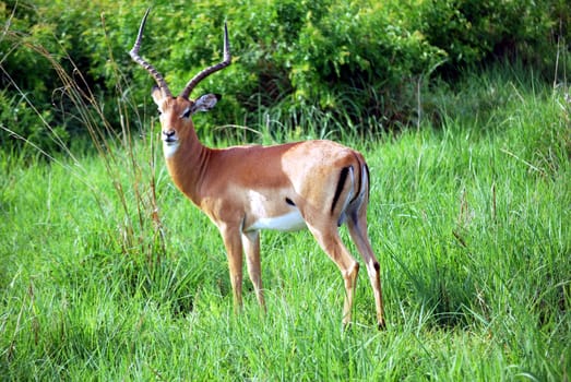 Antelope isolated cold look in Savannah