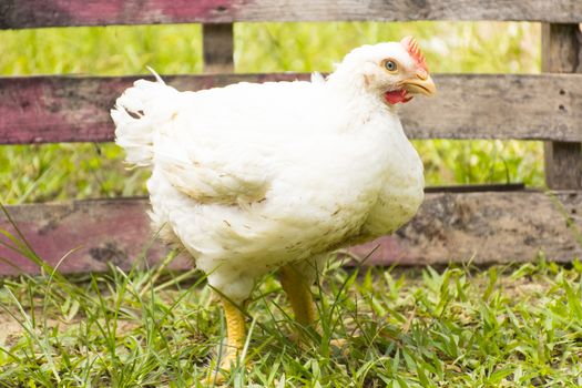 Chicken or broiler chicken in animal welfare farm.Zoom in