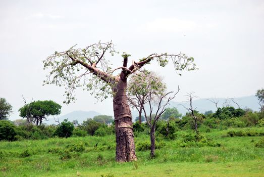 Baobab isolated in the savanna in a park of Tanzania