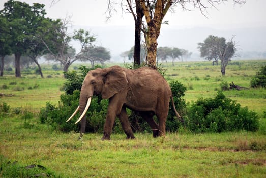 Elephant isolated in the savanna in Tanzania