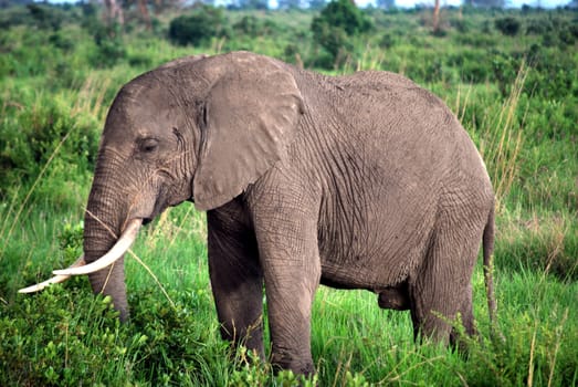 Elephant isolated in the tall grass of the savanna in Tanzania
