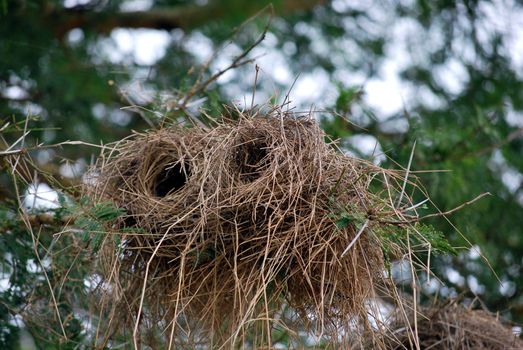 Cylindrical bird's nest on a branch of a Tanzanian park