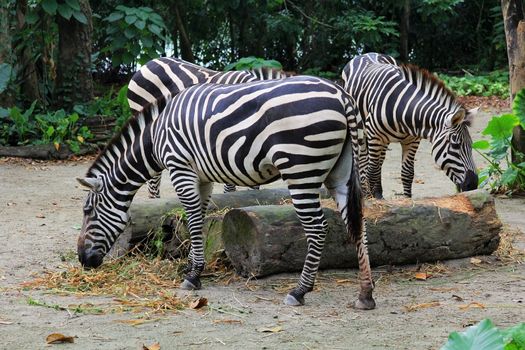 A herd of zebras in the forest