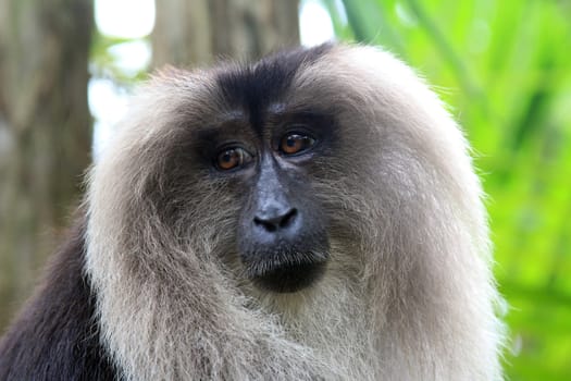 Portrait of the sad monkey in forest