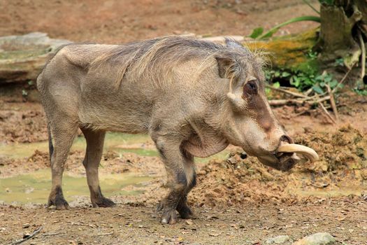 Adult warthog digging in the mud puddle