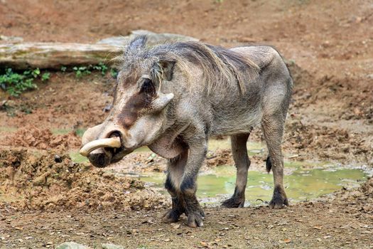 Adult warthog digging in the mud puddle