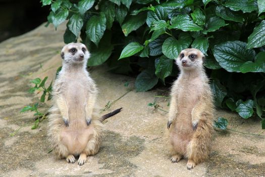 Meerkat or suricate (Suricata suricatta) is a small mammal and a member of the mongoose family. 