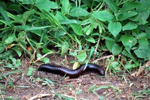 African huge centipede in the grass of Tanzania