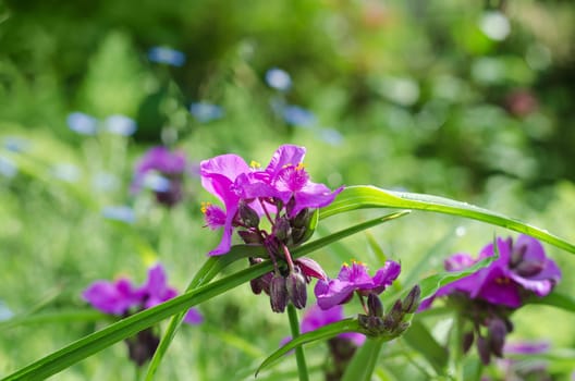 Spiderwort flowers on nature background, colorful bokeh