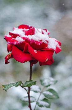 Red rose on the background of going of snow, colorful bokeh