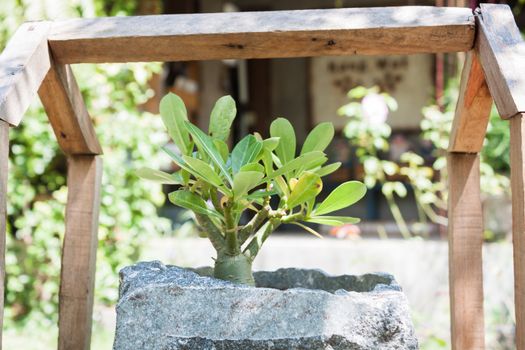 Green plant in stone pot with sunshie, stock photo