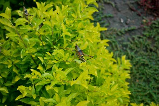 Big locust on a quite green plant in a garden of Tanzania