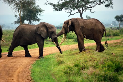 Two elephants who play on a dirt track in a park of Tanzania