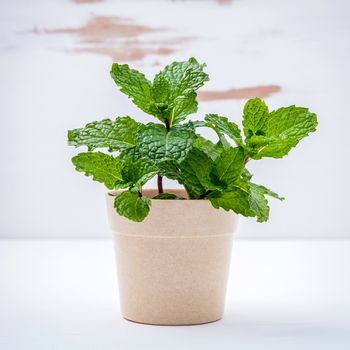 Fresh green mint potted on white shabby wooden background. Green mint planted in pots with copy space.