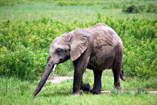 Baby elephant who plays with some water in the Tanzanian meadow