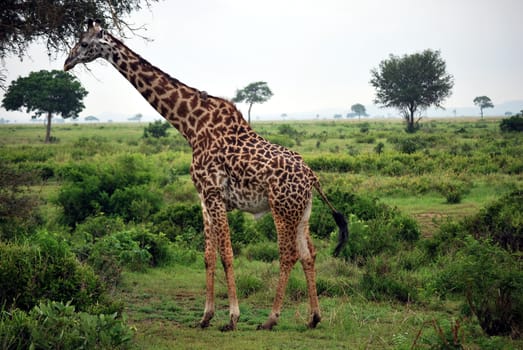 Giraffe which eats tree leaves in the Tanzanian meadow