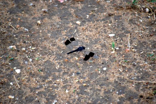 Dragonfly black and blue on the ground of a Tanzanian park