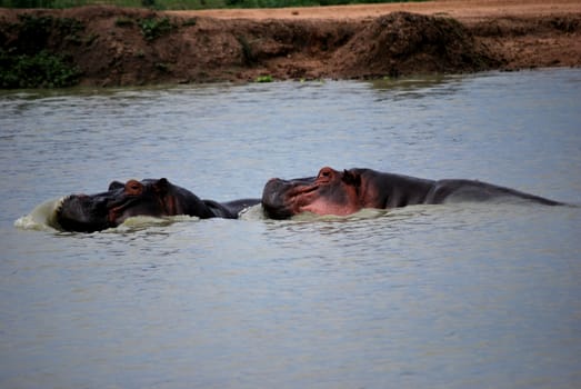 Two hippopotamuses in the water in a park of Tanzania