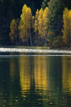 Autumn  with the yellow foliage, reflected in Lake Saint Ann