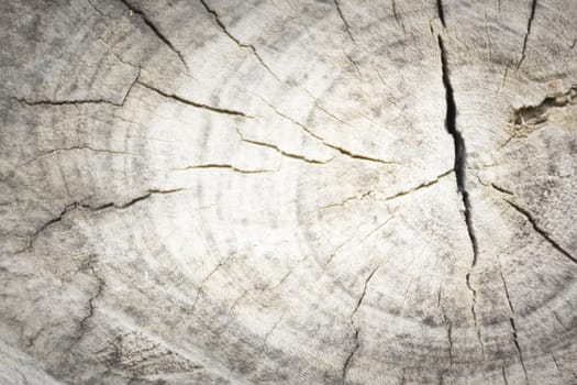 Wooden background or texture of wood.Top view and Close up