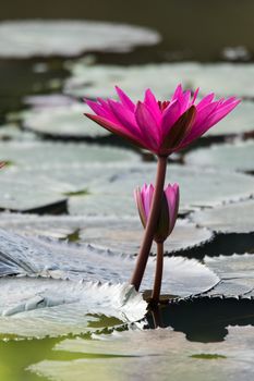 pink lotus bloos out from the lake surface