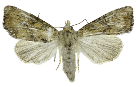 Slender Brindle on white Background  -  Apamea scolopacina (Esper, 1788)