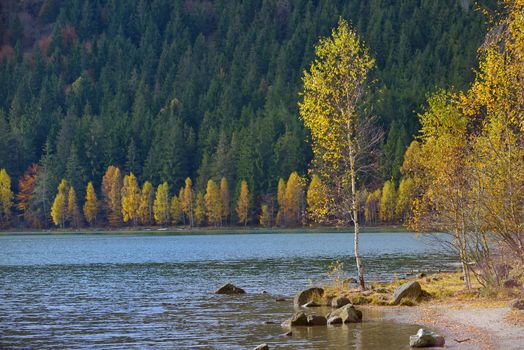 Autumn  with the yellow foliage, reflected in Lake Saint Ann