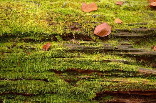 Abstract background of autumn leaves on tree