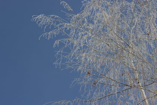 frozen tree with blue sky background, winter
