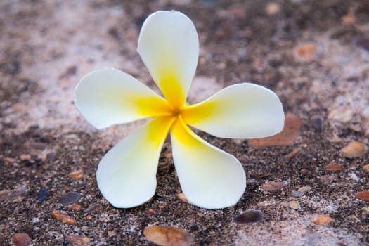 frangipani flower on the road