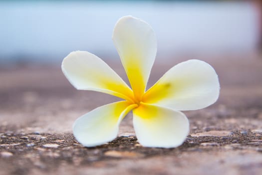 frangipani flower on the road