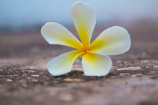 frangipani flower on the road