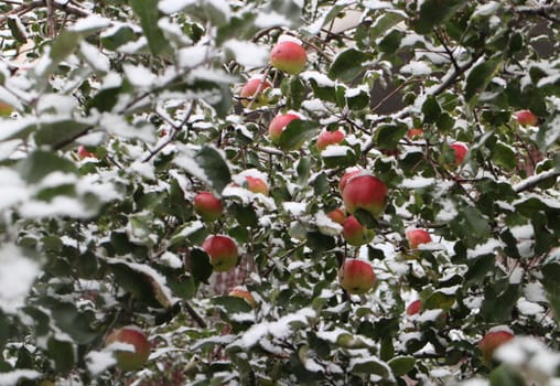 red apples on the branches covered with snow