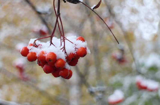 fluffy white snow on bunches of mountain ash