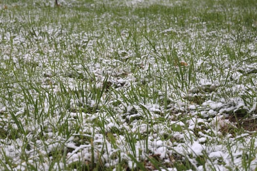 green grass under white snow 