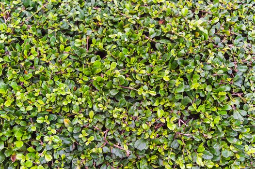 green leaves wall background, closeup