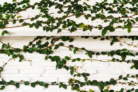 climber tree on wall