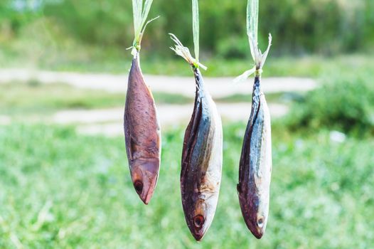 dried fishs hanging