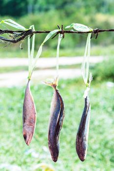 dried fishs hanging