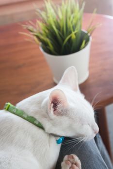 White cat sleeping in cat cafe, stock photo