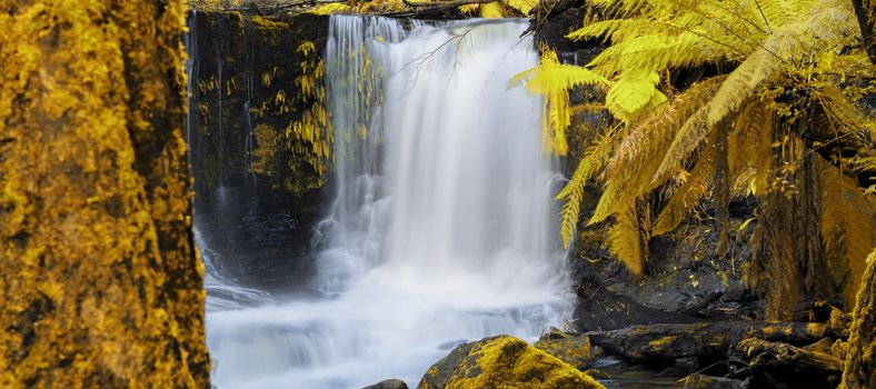 The beautiful Horseshoe Falls after heavy rain fall in Mount Field National Park, Tasmania, Australia. Abstract yellow and gold hues added..