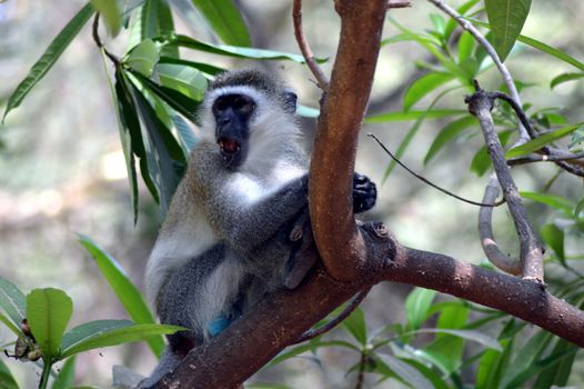 A gray and black color on a tree monkey in Tanzania