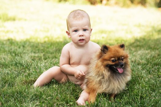 Little baby playing with dog Pomeranian spitz on the green grass outdoors. Kid and puppy