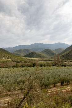 Portrait - Beautiful scenic green orchard view with mountains and moody clouds in Calitzdorp.